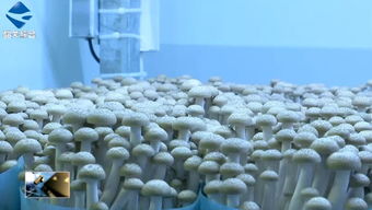 以科研機構為支撐,曲江食用菌產業園為農業經濟發展奠定堅實基礎