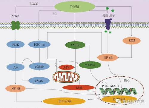 食品科學 湖南農業大學劉仲華院士等 茶多酚對心肌保護作用的研究進展