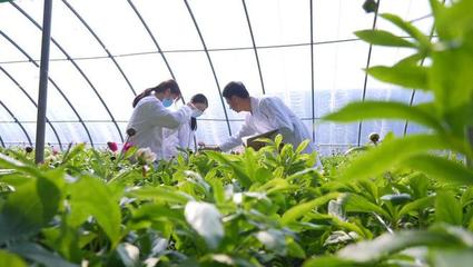 新時代新征程新偉業·堅定不移推動高質量發展丨山東:發揮協同創新優勢 給農業插上科技的翅膀