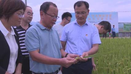 廣東早造絲苗米新品種你了解多少?看現(xiàn)場(chǎng)…