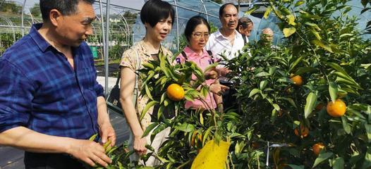 重慶銅梁區老科協:建立果蔬科研實驗基地助力果苗產業高質量發展