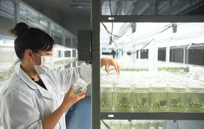 藍莓產業助力鄉村振興(組圖)