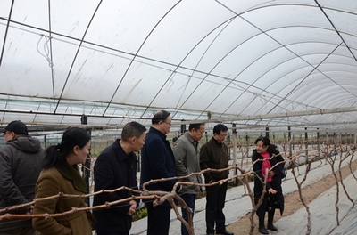 李伊林帶隊到四川農業大學崇州現代農業研發基地調研農業科技創新驅動--加強市校合作 不斷推進雅安農業高質量發展