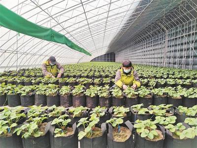 兵團各墾區大力調整產業結構打造特色高效農業