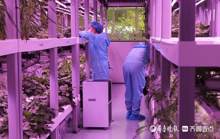 黃河三角洲農業高新技術產業示范區跑出發展加速度