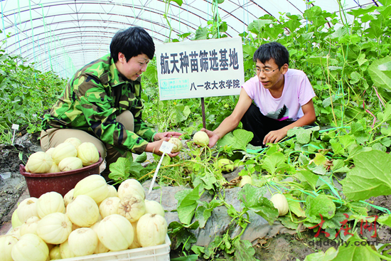 市校融合發展碩果累累,八一農大航天育種試驗基地.