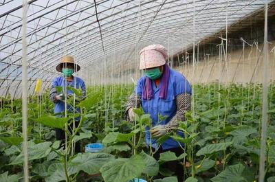 西葫蘆、辣椒等種子出口韓國、印度等青州蔬菜種子重研發結碩果