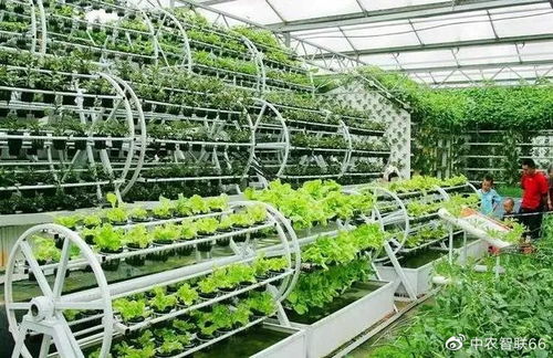 智能化植物工廠與康養農業,如何融合發展
