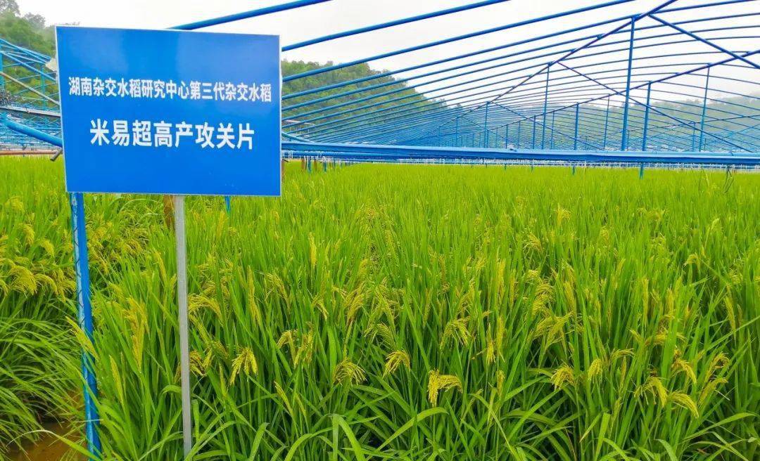米易縣超級(jí)稻引袁隆平關(guān)注_水稻