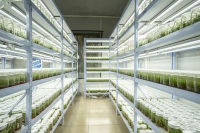 打造產業發展新模式!華農團隊研發的藍莓"大如表盤"
