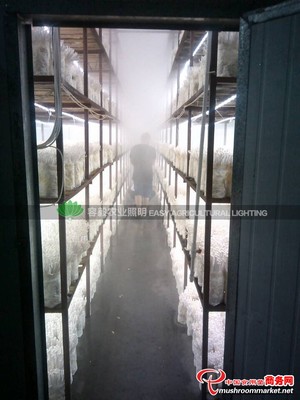 供應容毅農業照明LED蘑菇燈_LED燈_設備_供應_食用菌買賣_中國食用菌商務網