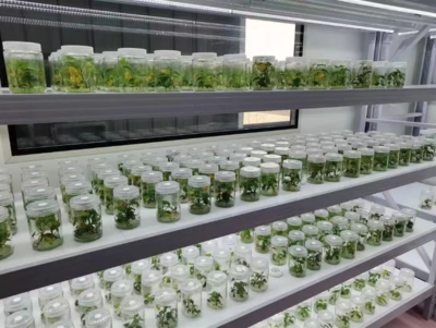 紅安瑞灃種植養殖合作社:三年致力于紅薯種子組培脫毒 以科技支撐農特產品高質量發展