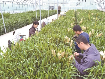 鹽城市人民政府 鹽城要聞 我市種業振興行動“三年打基礎”取得階段性成效